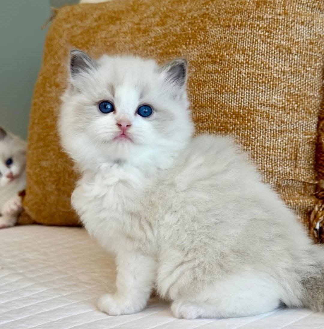 Angelo the Siamese kitten