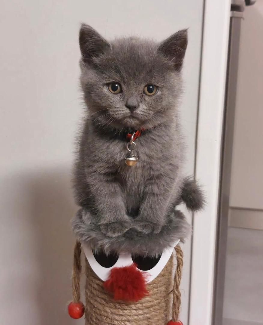 Balantino the Moein kitten