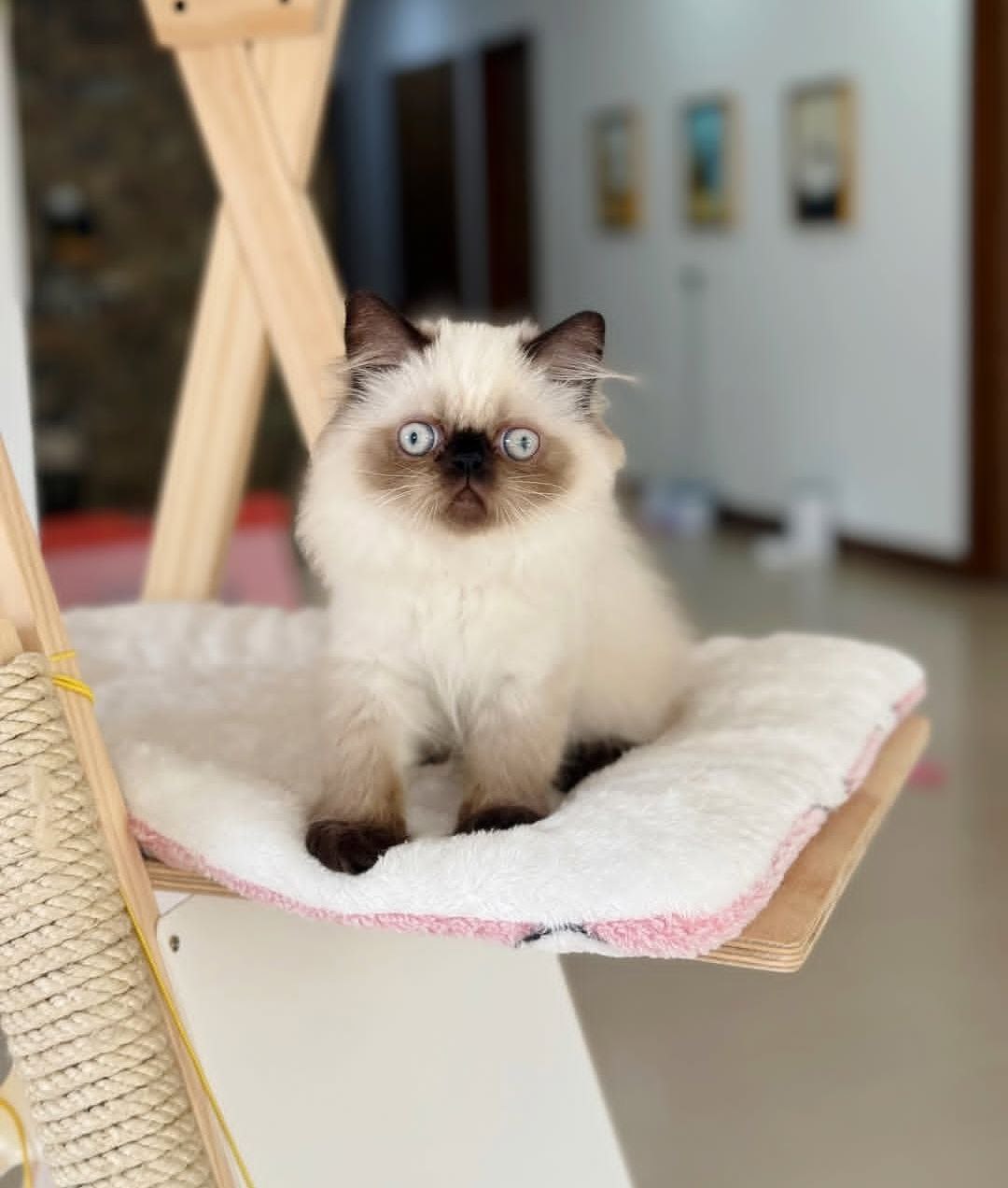 Peaches the Persian kitten