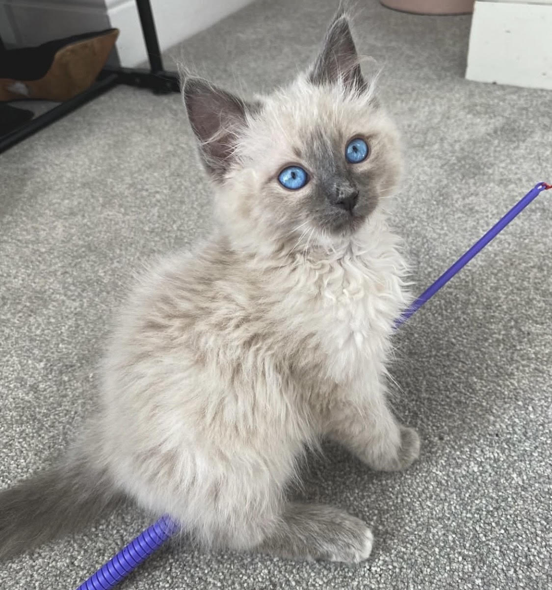 Nala the Ragdoll kitten
