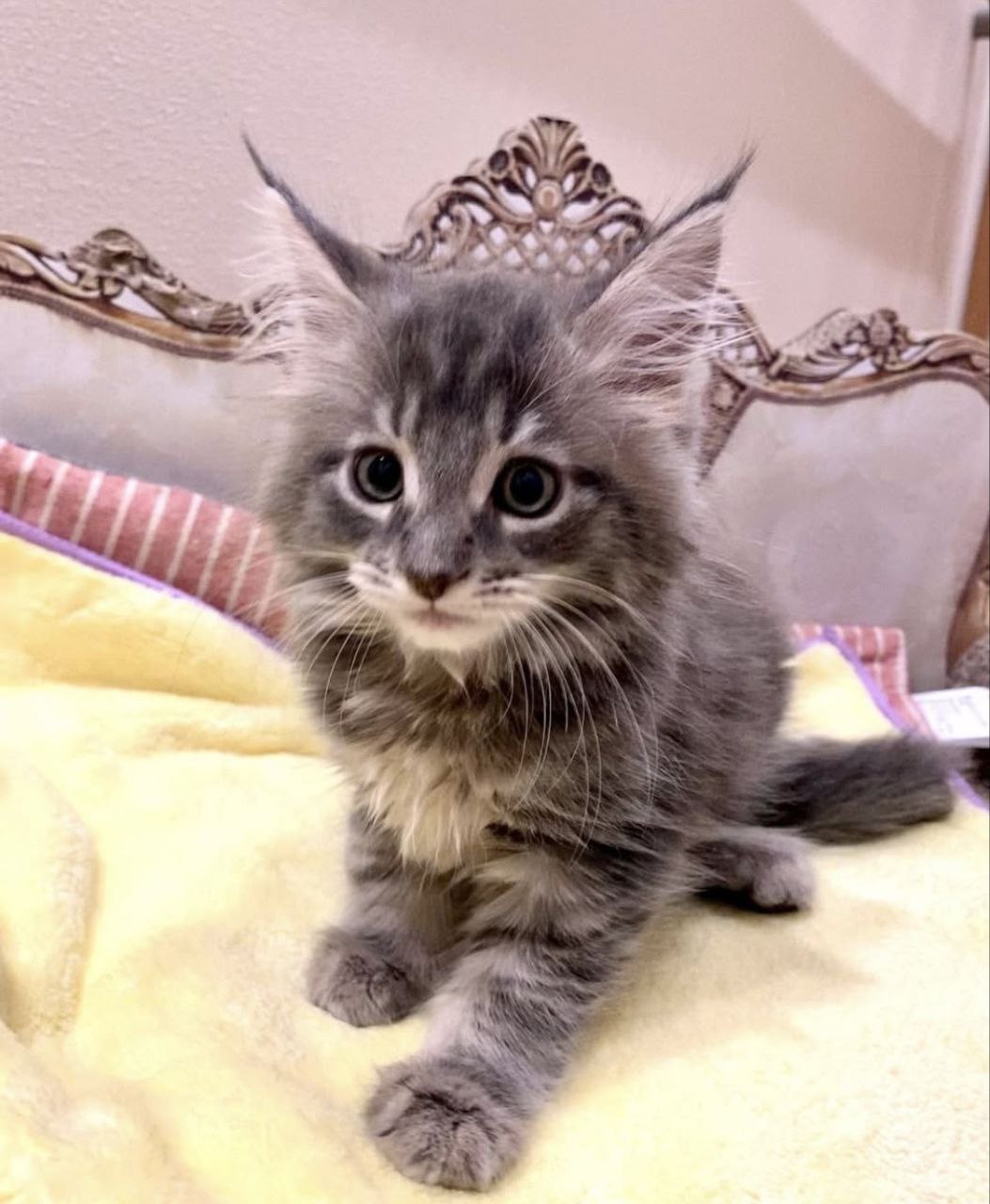 Junie the Maine Coon kitten