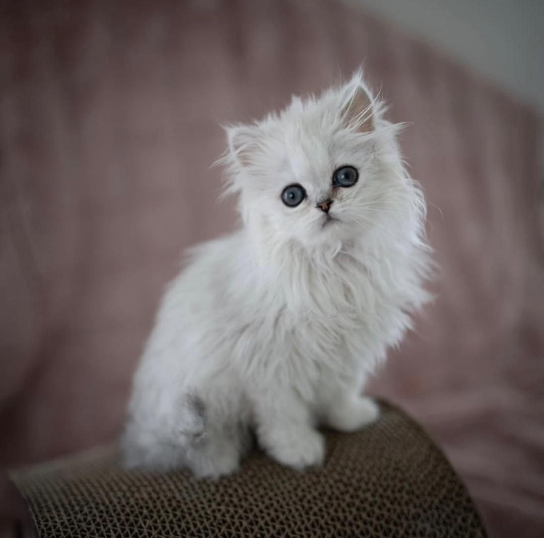 Milusca the British Longhair kitten