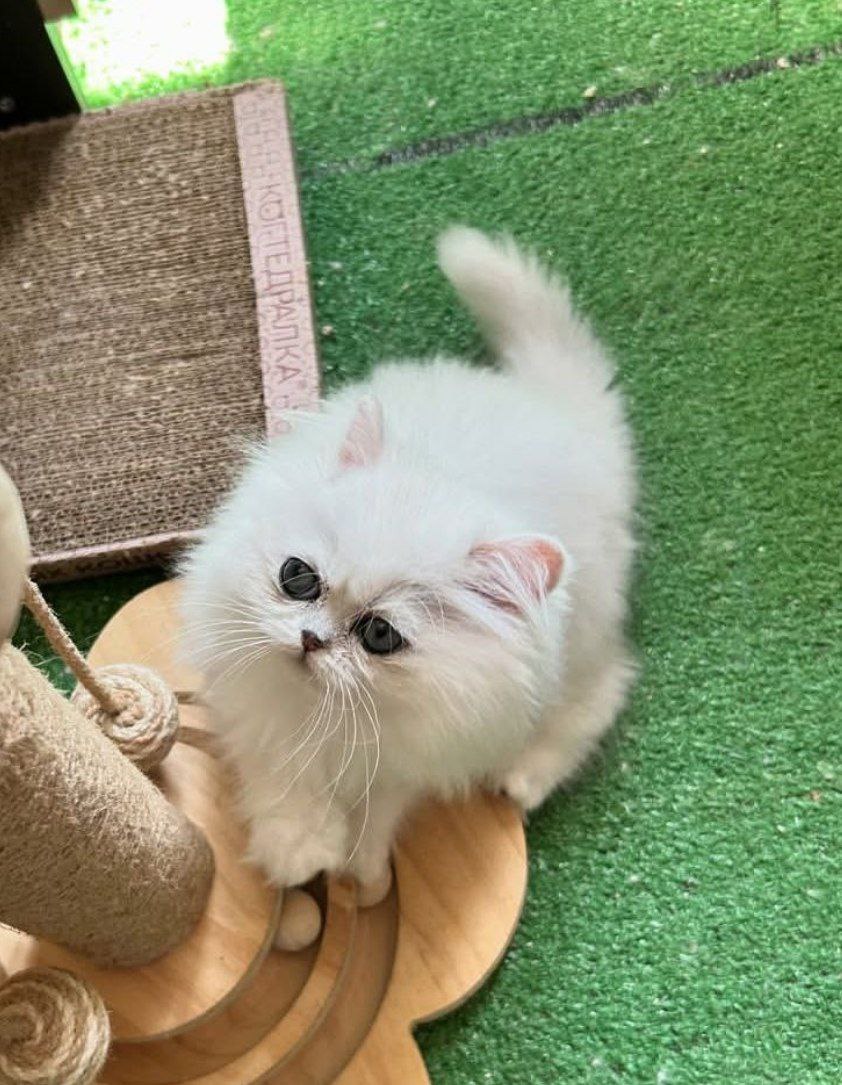 Bella the Siamese kitten